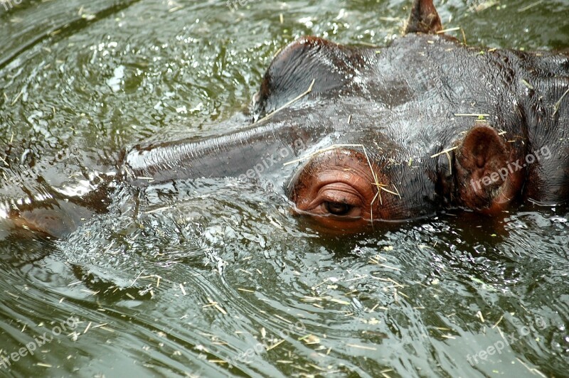 Hippopotamus Hippo Water Mammal Animal