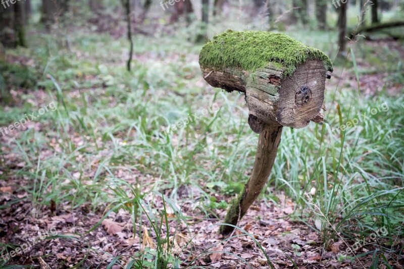 Tree Trunk Stump Forest Strange