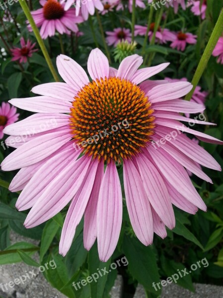 Echinacea Purple Coneflower Flower Single Flower Free Photos