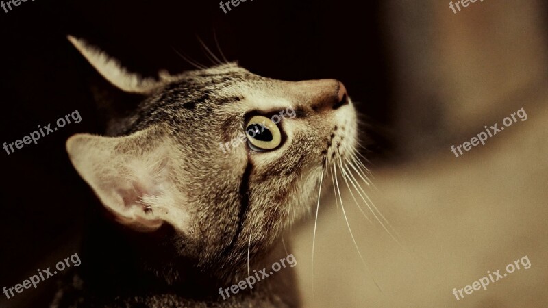 Cat Pussy Cat Profile Grey Beige Domestic Animal