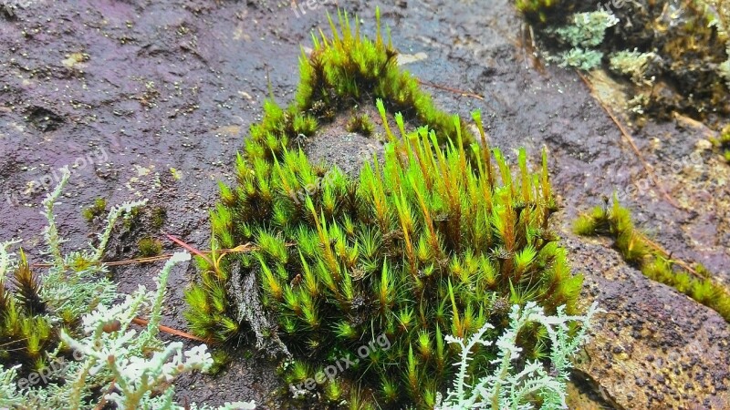 Moss Plant Damp Ground Forest