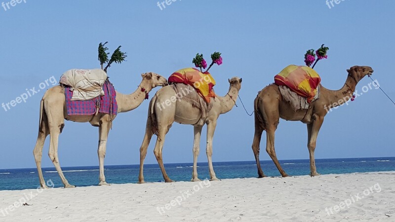 Camels Caravan Dromedary Africa Desert Ship