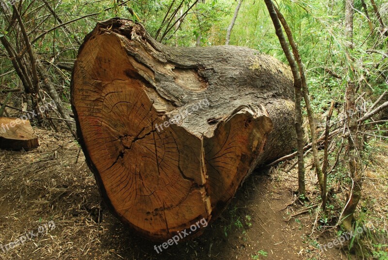 Fallen Tree Trunk Court Texture Fallen Free Photos