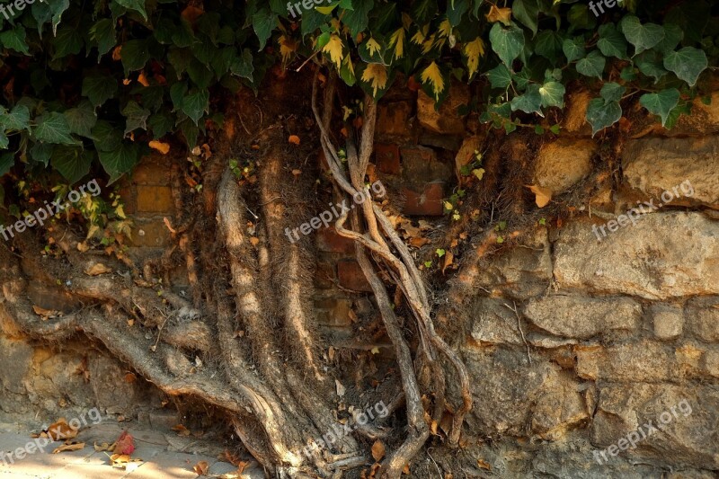 Ivy Plant Green Leaves Climber Plant