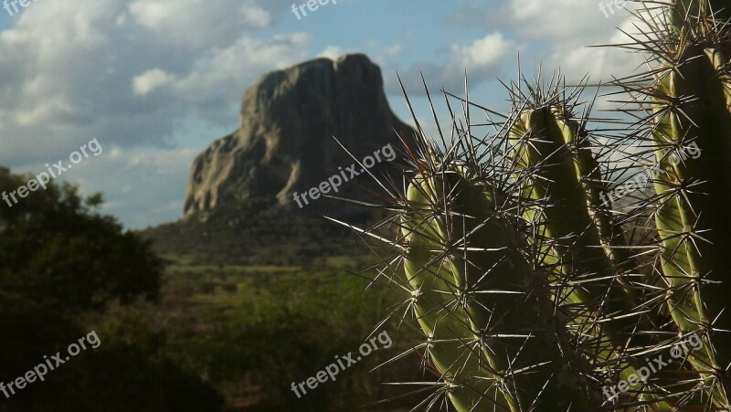 Cactus Serra Mountain Nature Brazil