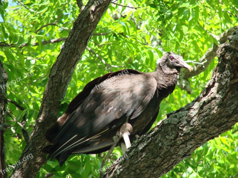 Black Vulture Vulture Bird Black Carrion