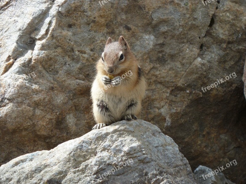 Animal Rodent Canada Nager Smooth Hair