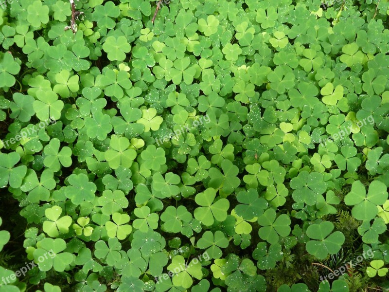 Klee Green Plant Nature Red Clover