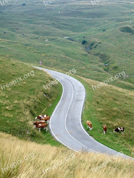 Grazing Cows Landscapes Summer Nature Mountain