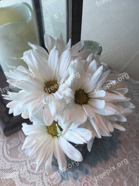 White Daisy Flower Center Pieces Arrangement Free Photos