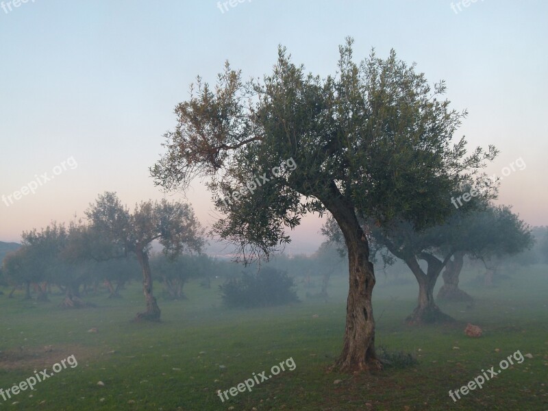 Olive Tree Fog Mood Free Photos