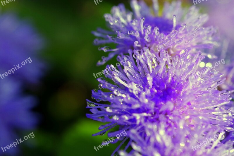 Rosa Drops Flower Tiny Blue