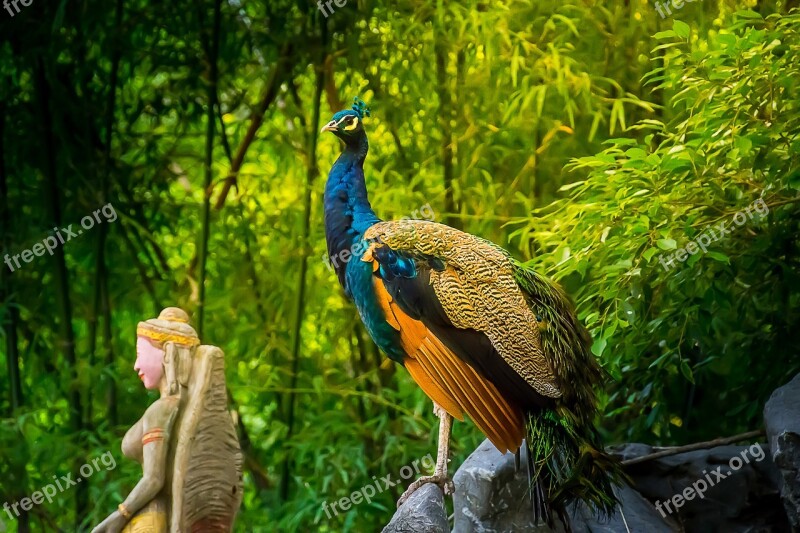 Animals Poultry Birds Pawn Peacock