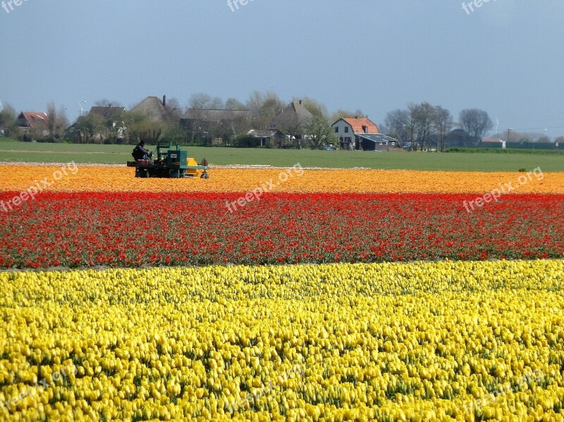 Tulips Holland Bulbs Spring Bulb Fields