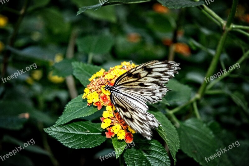 Idea Leuconoe Paper Kite Rice Paper Tree Nymph Butterfly