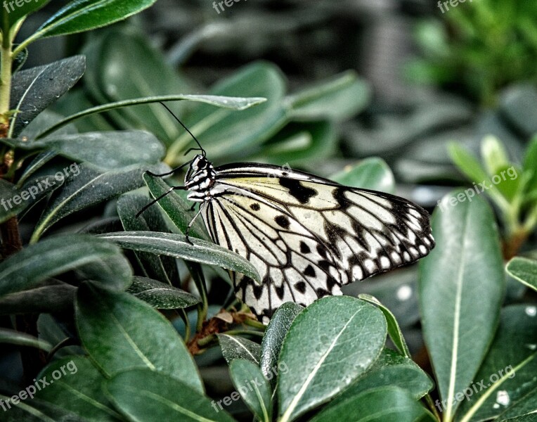 Idea Leuconoe Paper Kite Rice Paper Tree Nymph Butterfly