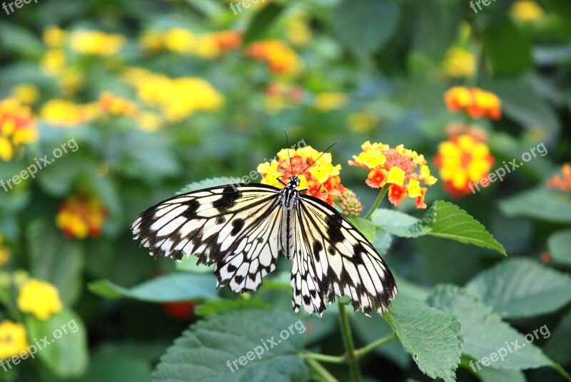 Idea Leuconoe Paper Kite Rice Paper Tree Nymph Butterfly