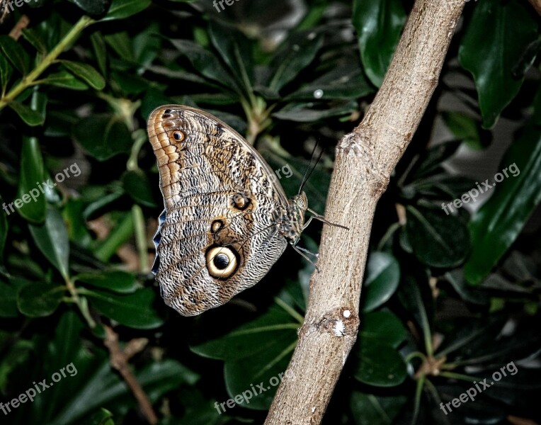 Caligo Eurilochus Butterfly Brassolini Mymphalid