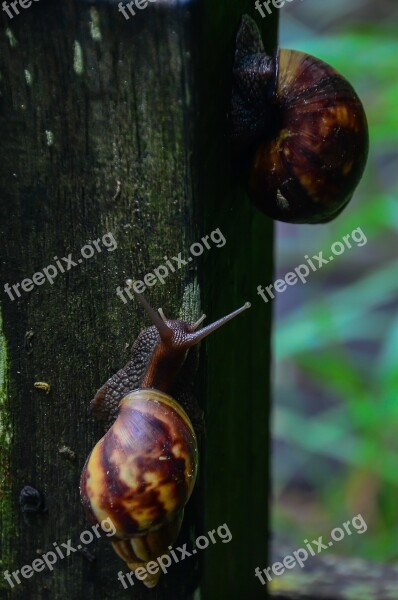 Wo Niu Natural Plant Snails Tree