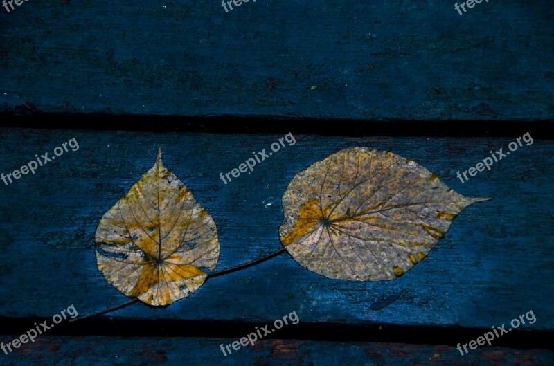 Leaves Blue Foliage Wet Rainy