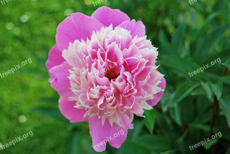 Pink Flower Petal Blossom Bloom