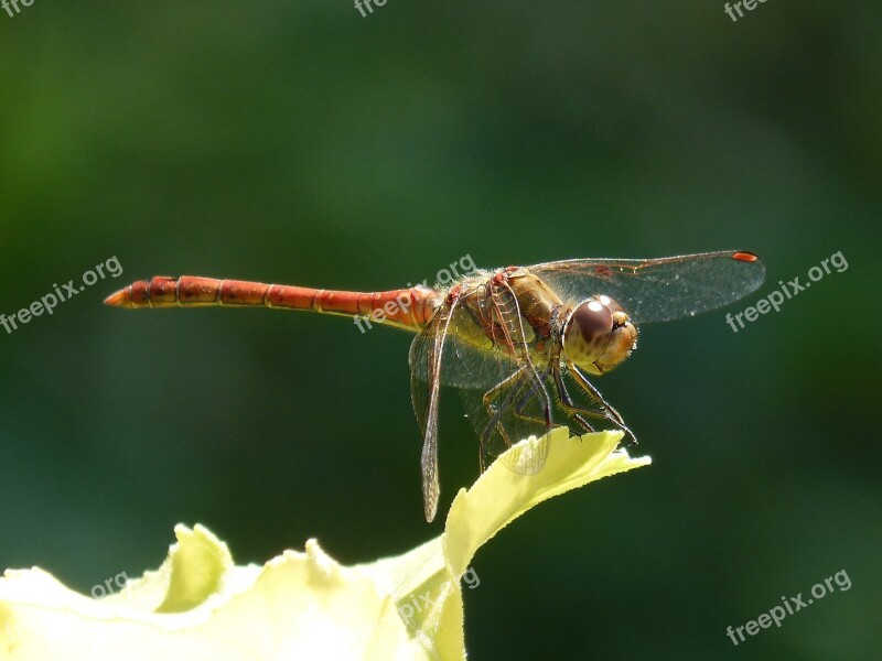 Dragonfly Annulata Trithemis I Odonado Winged Insect Leaf