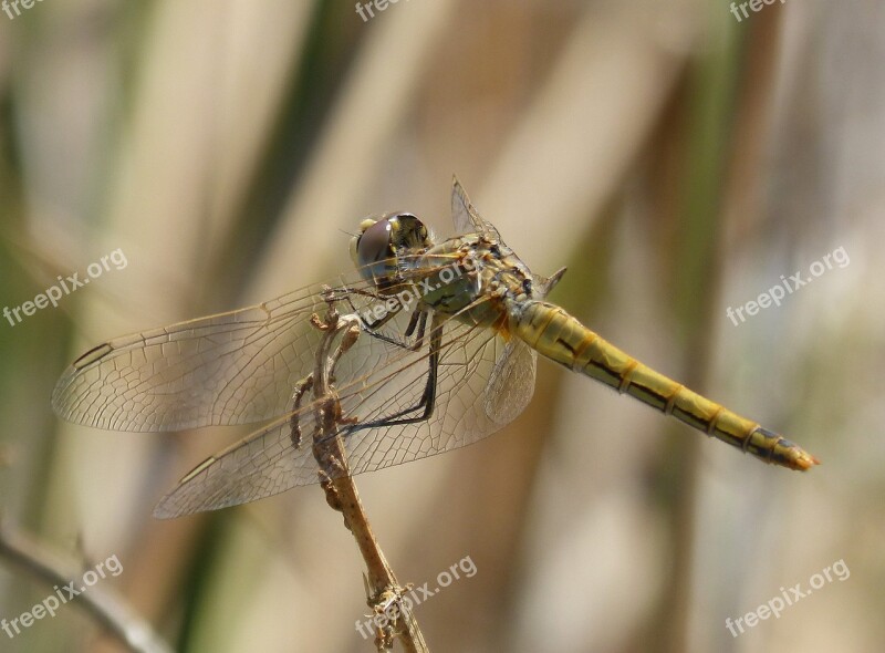 Dragonfly Annulata Trithemis I Odonado Winged Insect Branch