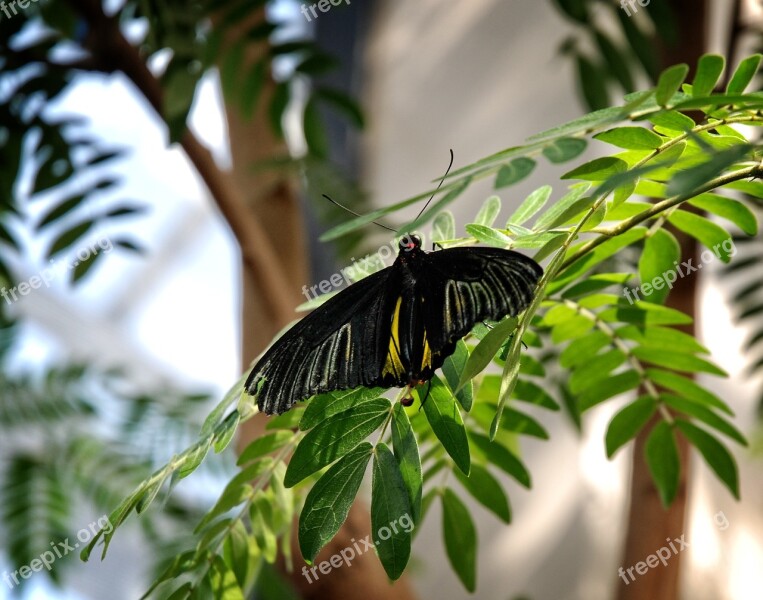 Butterfly Troides Rhadamantus Moth Philipines