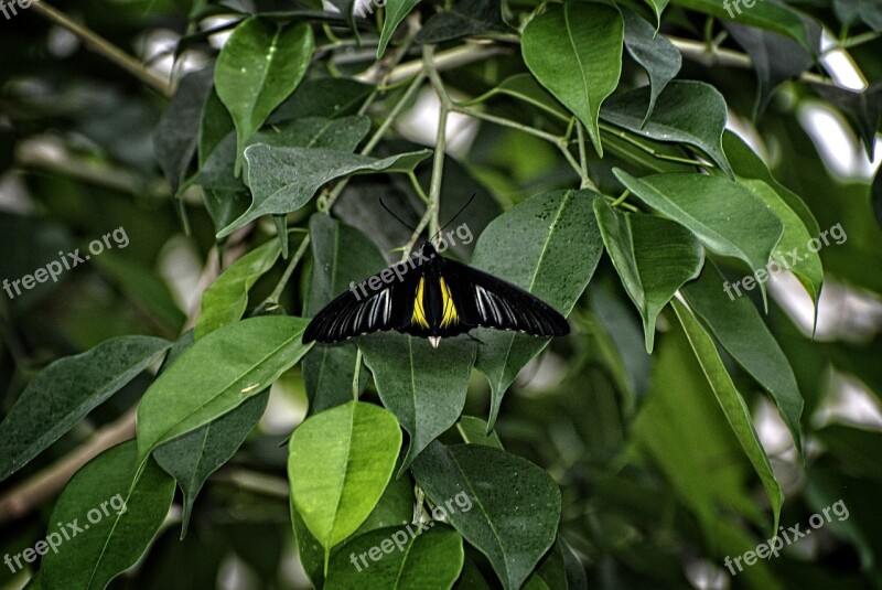 Butterfly Troides Rhadamantus Moth Philipines