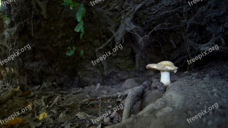 Mushroom Forest Nature Cobweb Roots