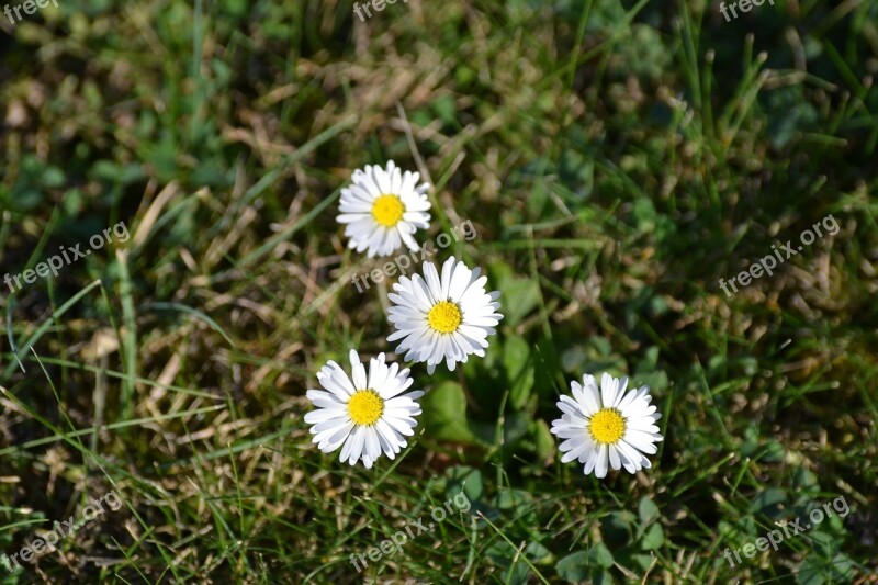 Rush Daisy Nature Garden Close Up