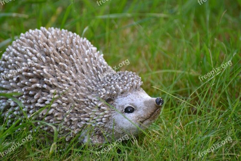 Hedgehog Autumn Nature Animal Prickly