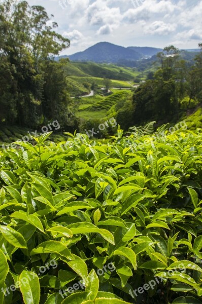 Tea Plantation Cameron Highlands Malaysia Asia Cameron