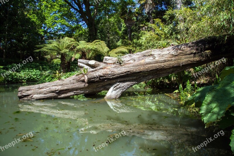 Swamp Wood Pond Cornwall Garden