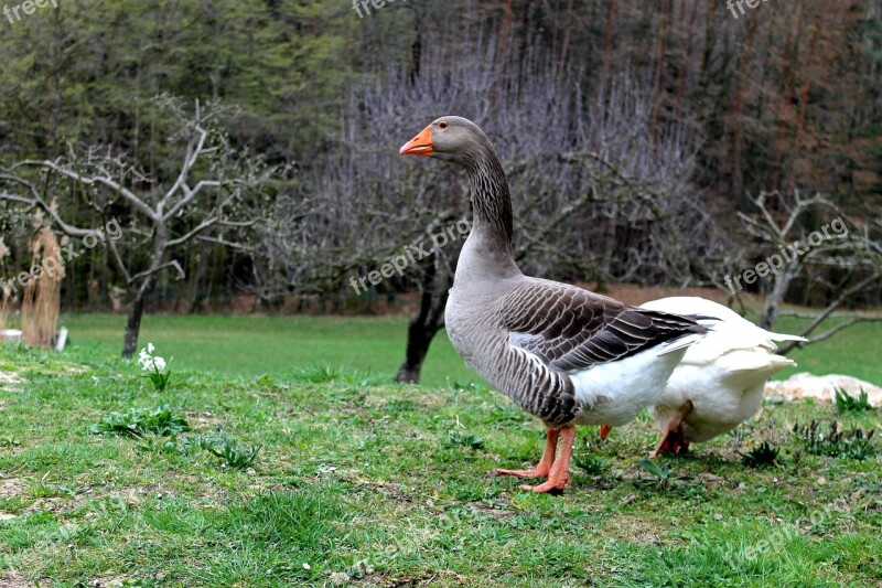 Tanya Yard Pets Wing Goose