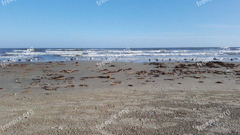 Beach Beaches Seagull Ocean Summer