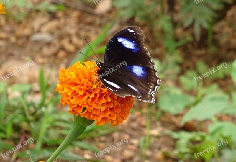 Danaid Eggfly Tropical Butterfly Butterfly Insect Bug