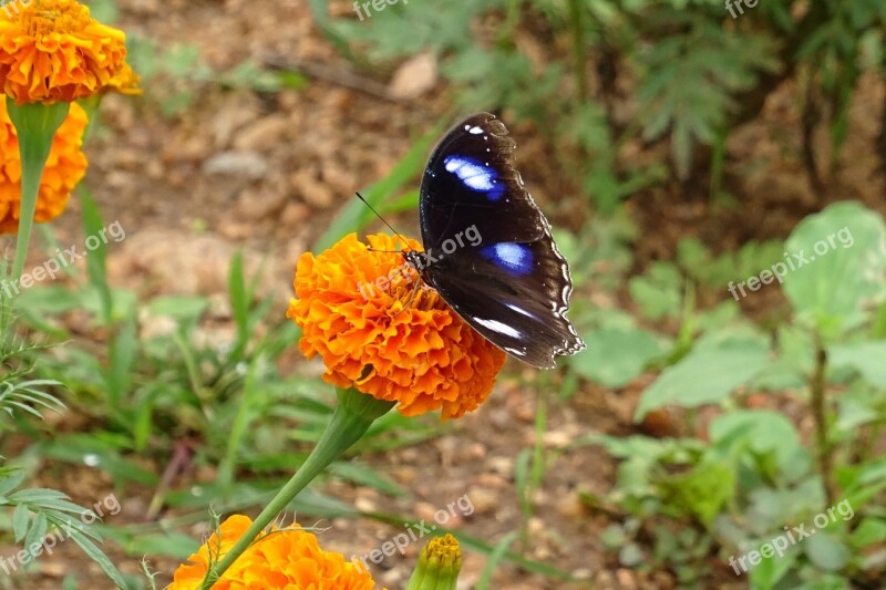 Danaid Eggfly Tropical Butterfly Butterfly Insect Bug