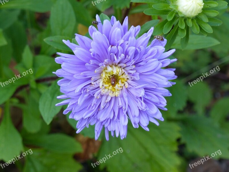 Aster Autumn Flower Garden Blue