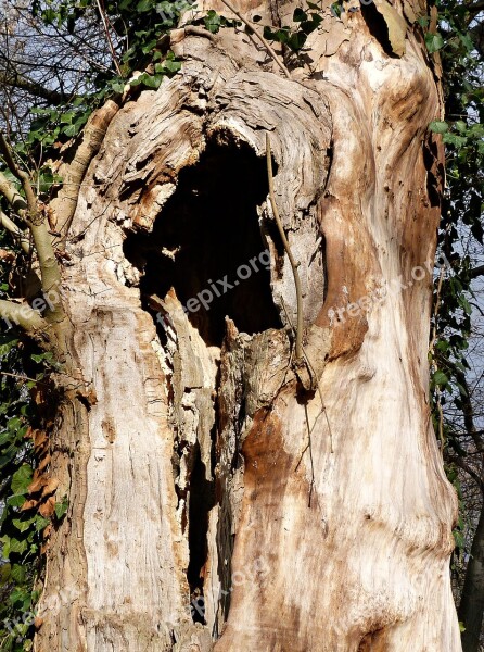 Nature Forest Park Tree Tree Stump