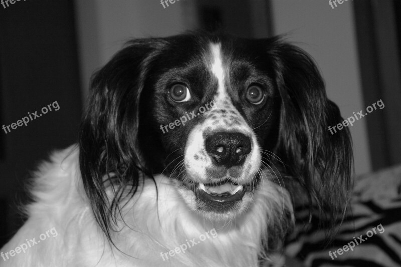 Dog Look Spellbound Friend White Black