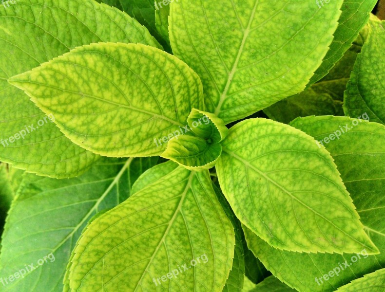 The Leaves Are The Median Macro Close Green