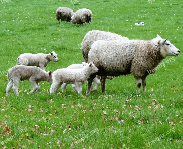 Sheep Pasture Spring Triplet Lambs