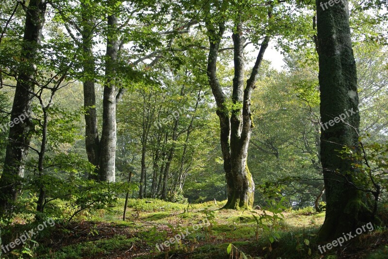 Forest Wood Black Forest Schauinsland Deciduous