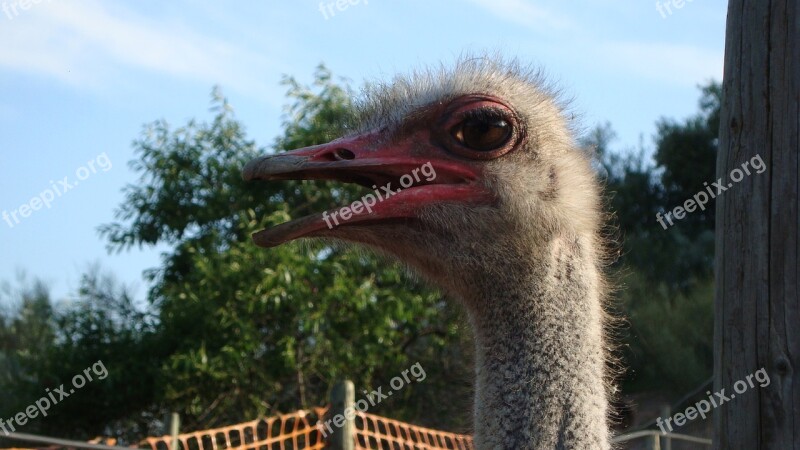 Ostrich Ave Animal Animal World Fauna