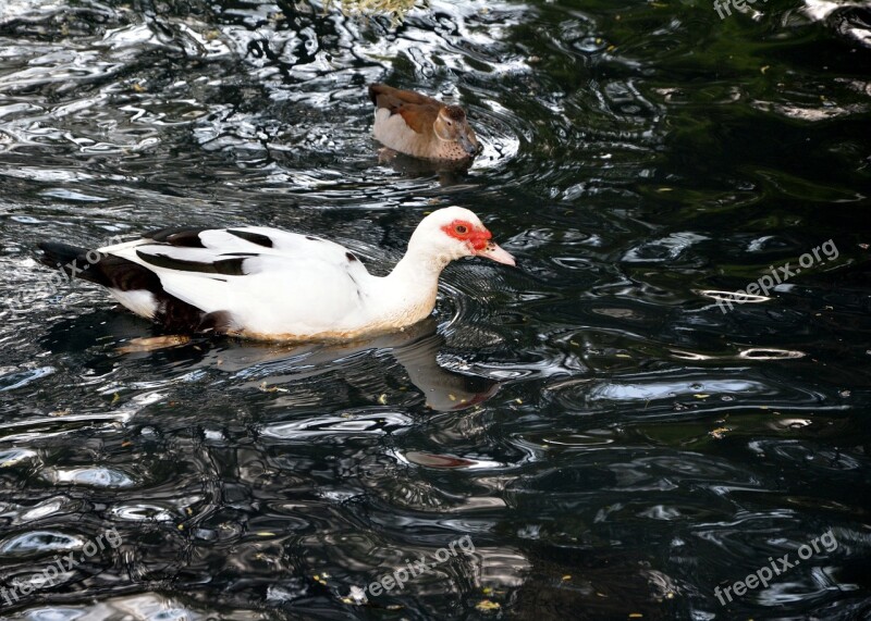 White Duck Pond Swimming Free Photos