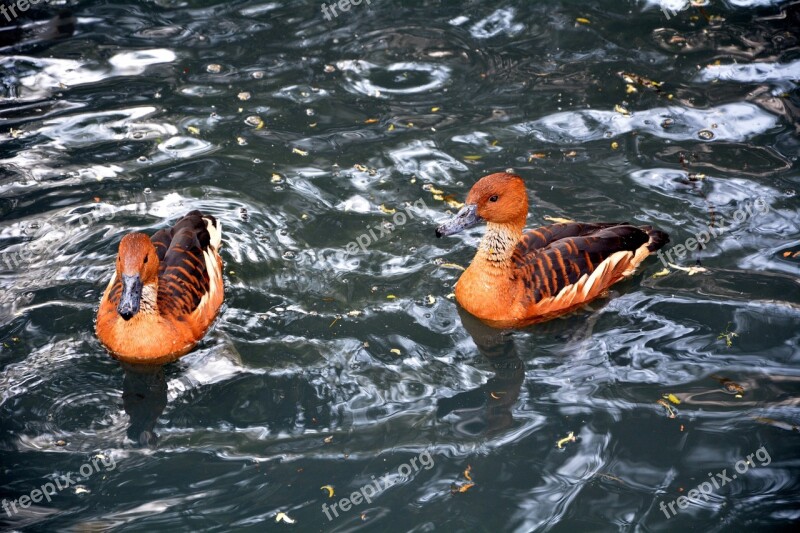 Baby Ducks Colourful Water Swimming Free Photos