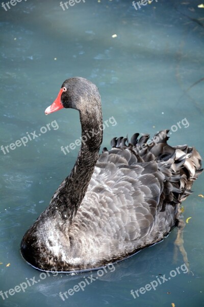 Long Neck Feathered Bird Swimming Free Photos