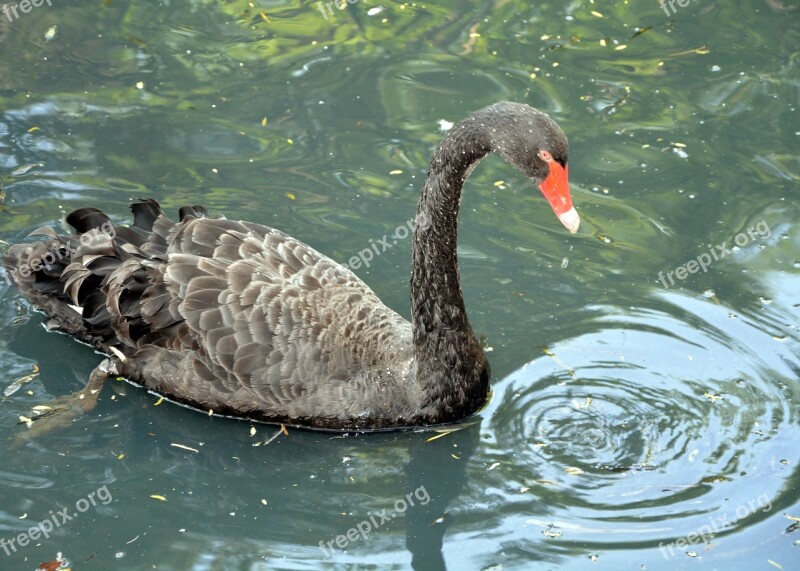 Black Swan Long Neck Pond Swimming Free Photos