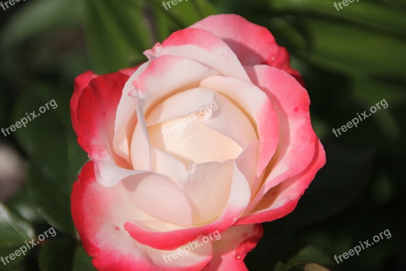 Rose Flower Pink And White Petals Free Photos